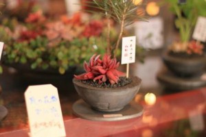 瓦の豆盆栽③