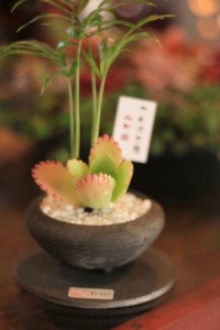 瓦の豆盆栽②